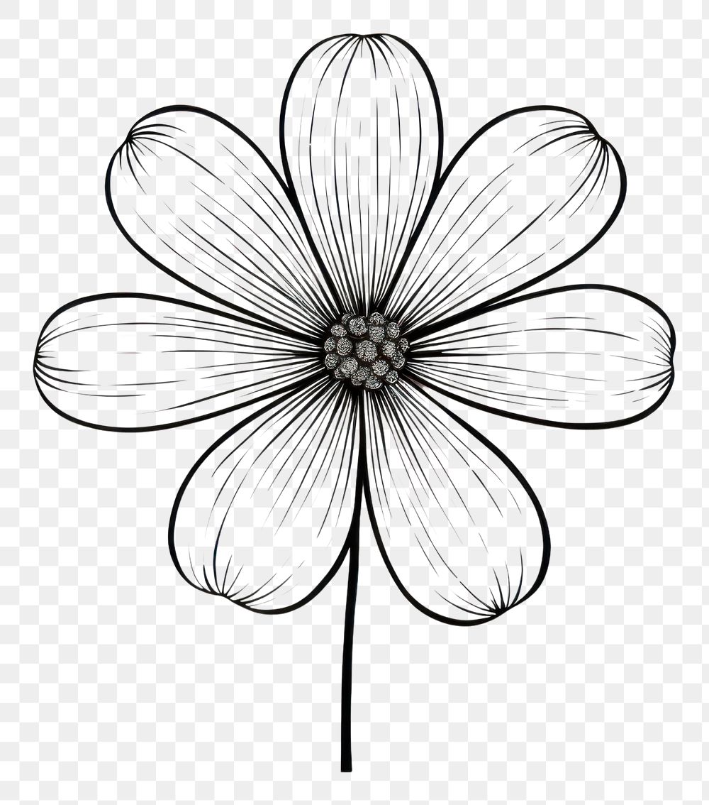 PNG  Doodle flower drawing sketch white. AI generated Image by rawpixel.