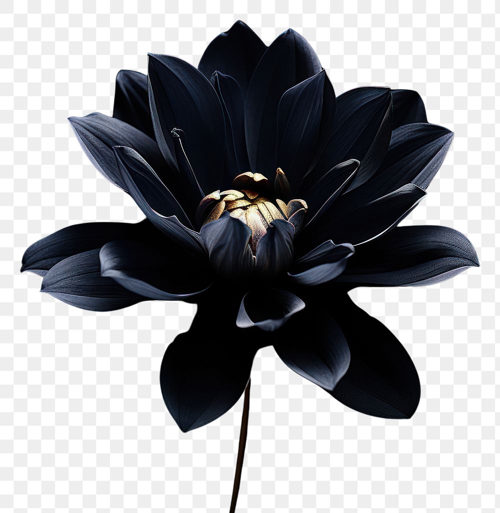 PNG  Black Background flower petal plant.