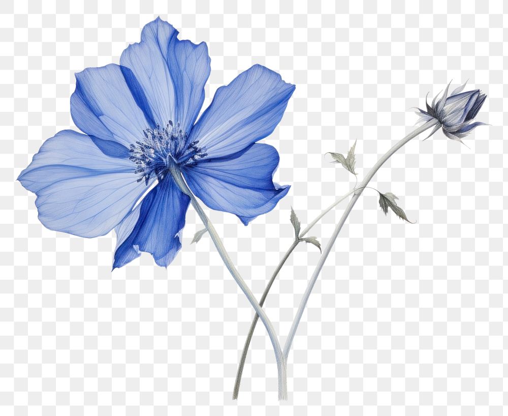PNG Blue flower drawing petal plant. 