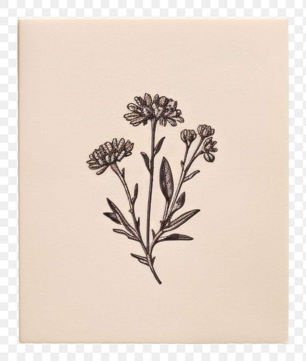 PNG  Seal Wax Stamp wildflower print drawing sketch plant.
