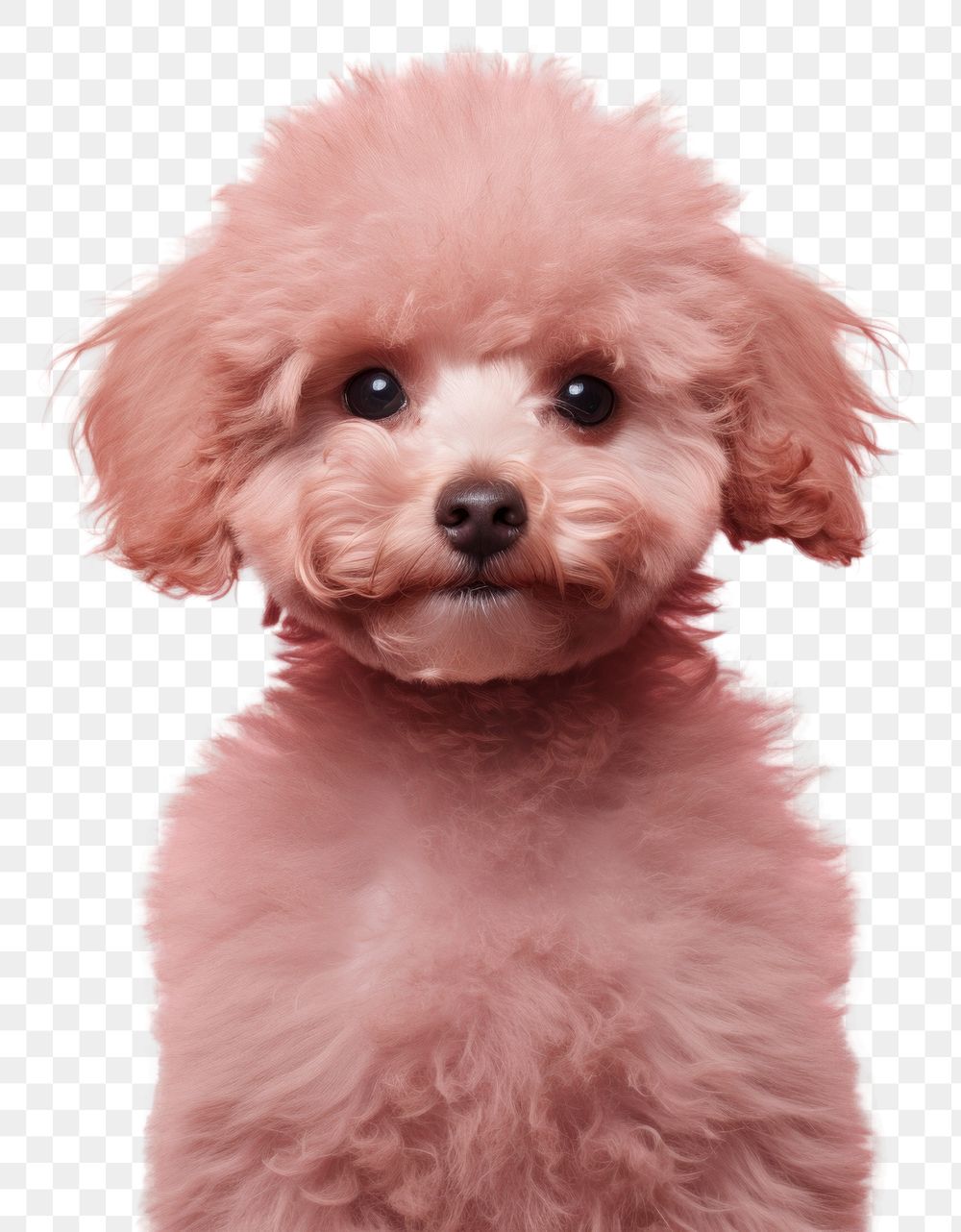 PNG Mammal poodle animal puppy.