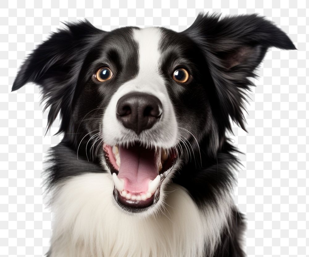 PNG Smiling border collie mammal animal dog. AI generated Image by rawpixel.