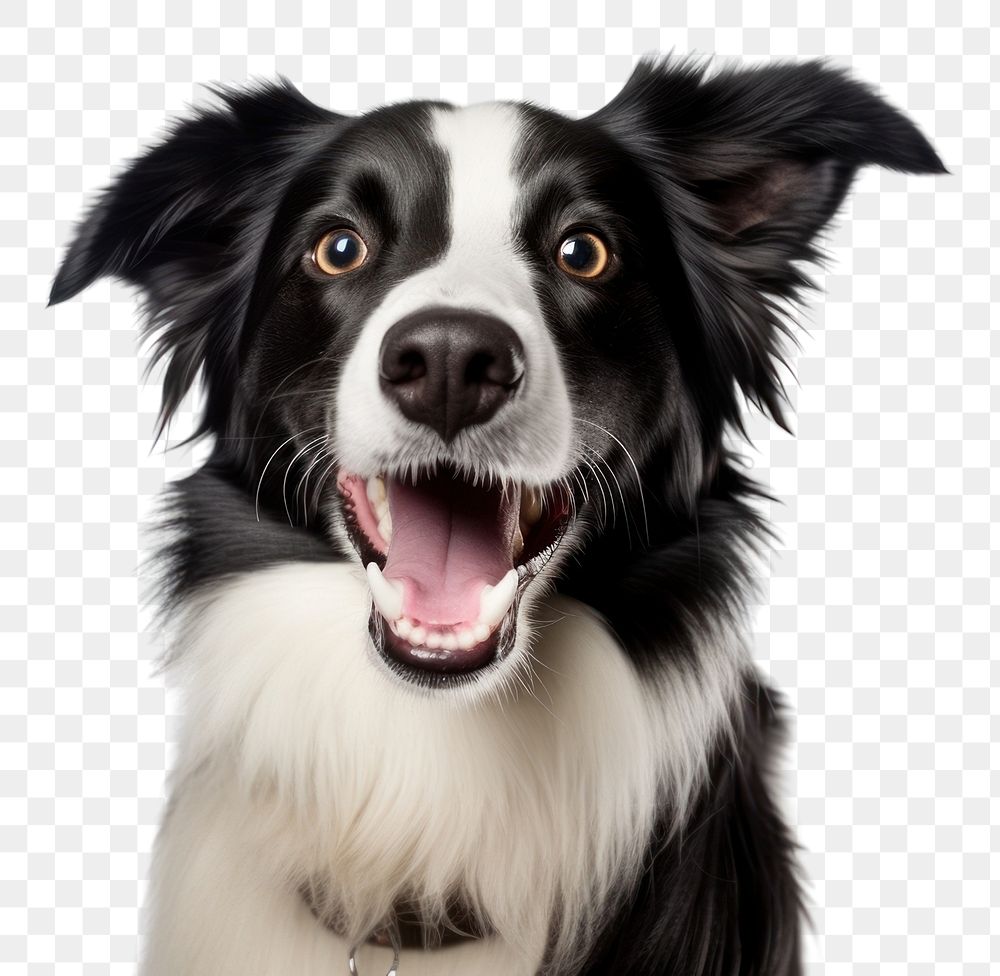 PNG Smiling border collie mammal animal dog. AI generated Image by rawpixel.