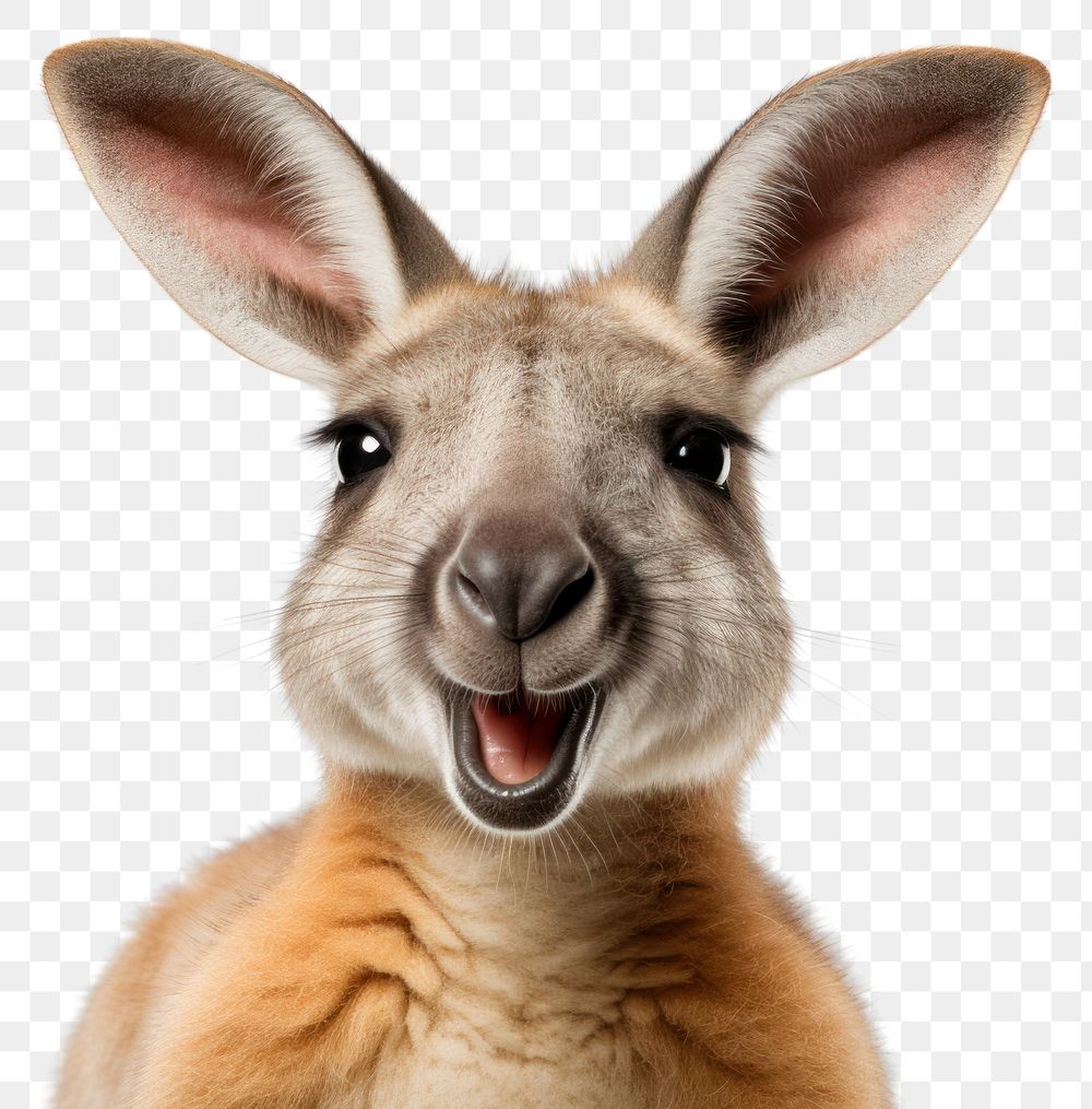 PNG Smiling kangaroo wallaby mammal animal. AI generated Image by rawpixel.