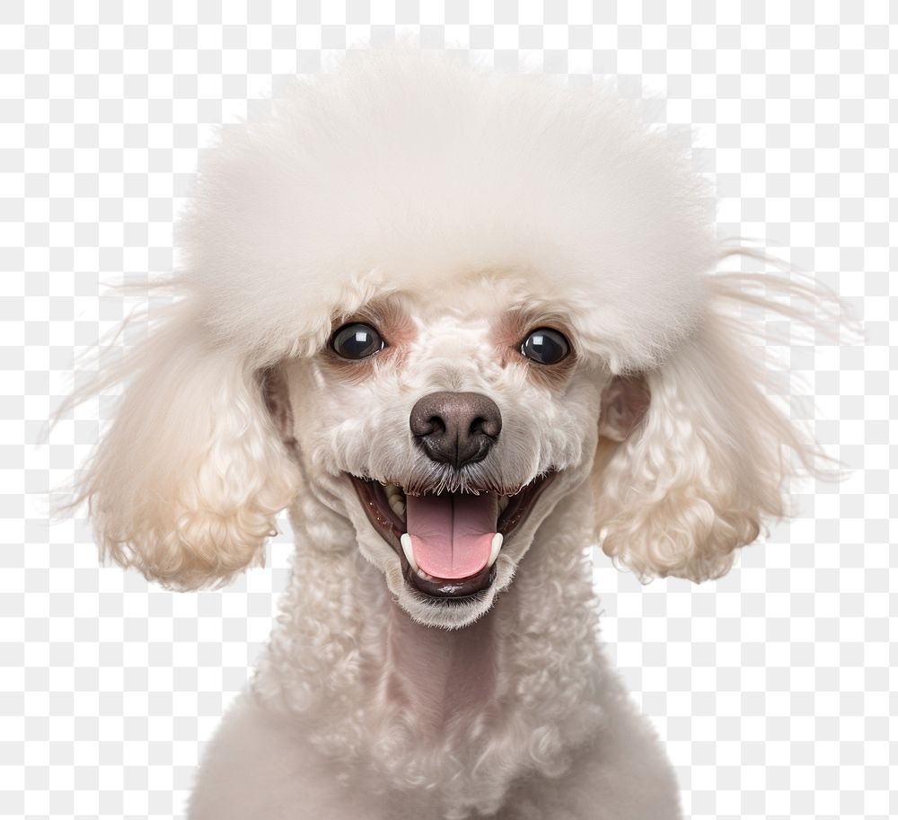 PNG Smiling poodle mammal animal white. AI generated Image by rawpixel.