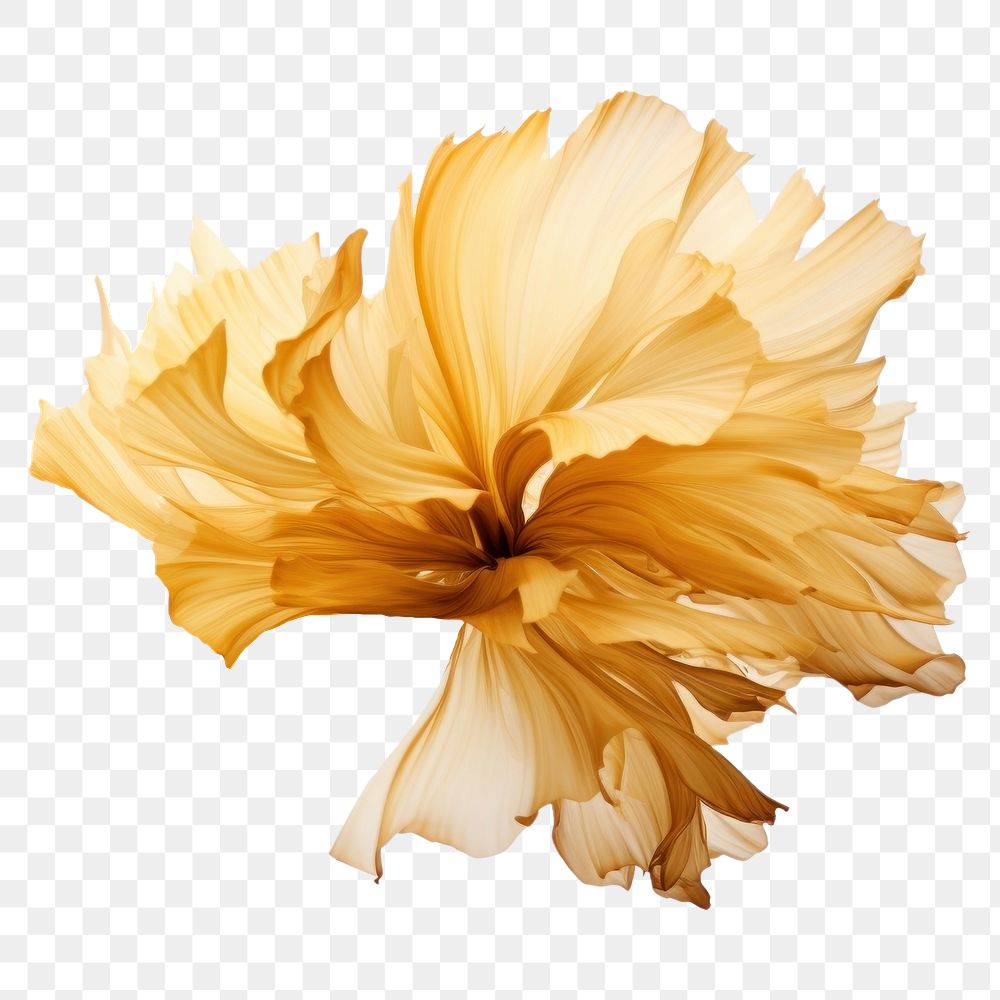 PNG Ink gold crysanthemum flower petal white background. AI generated Image by rawpixel.
