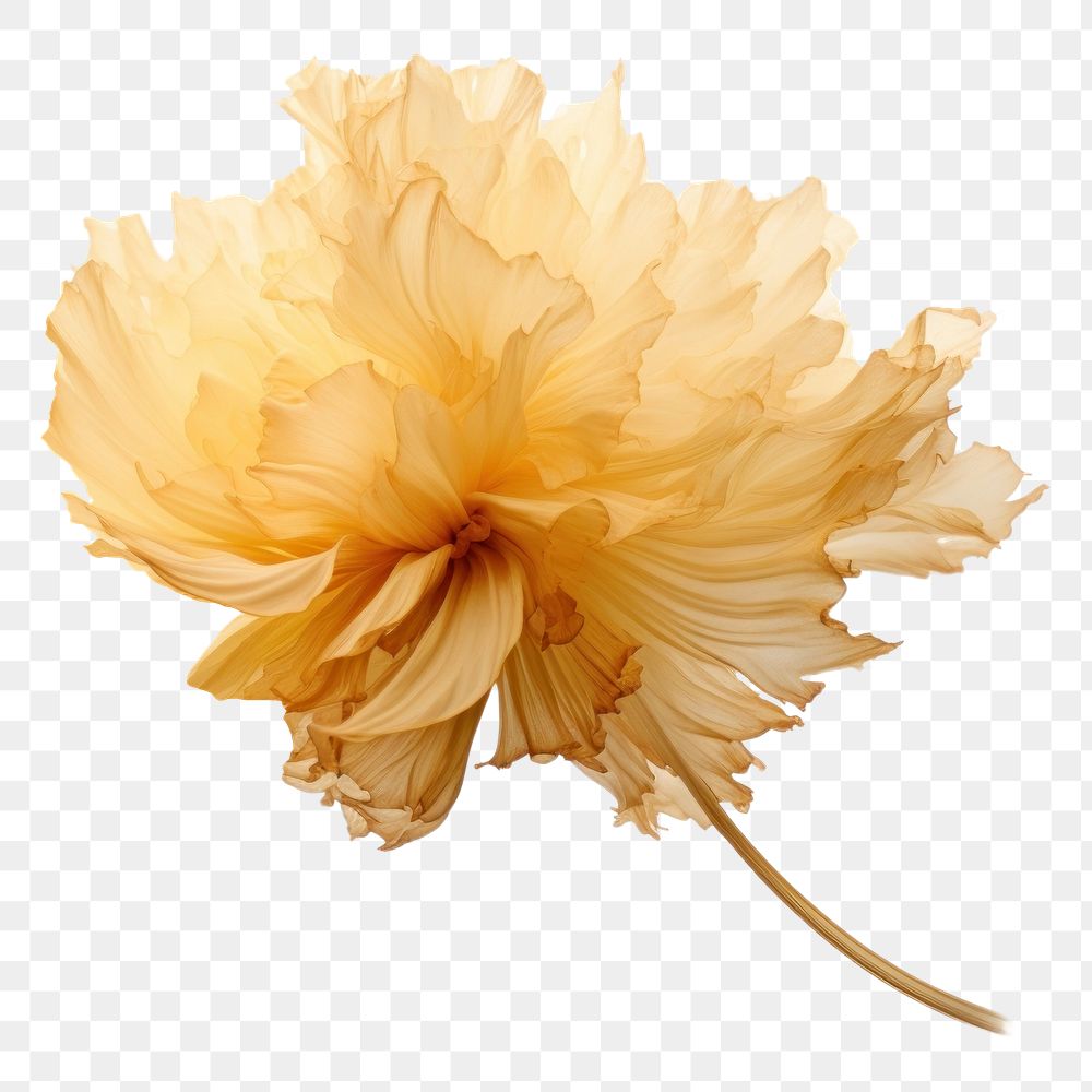 PNG Ink gold crysanthemum flower petal plant. AI generated Image by rawpixel.