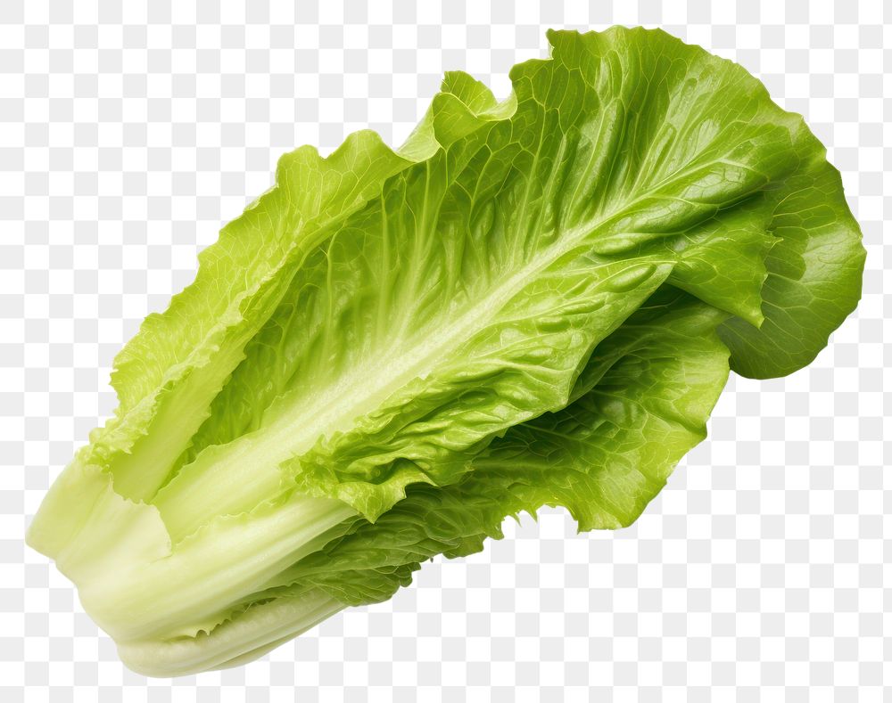 PNG Vegetable lettuce plant food.