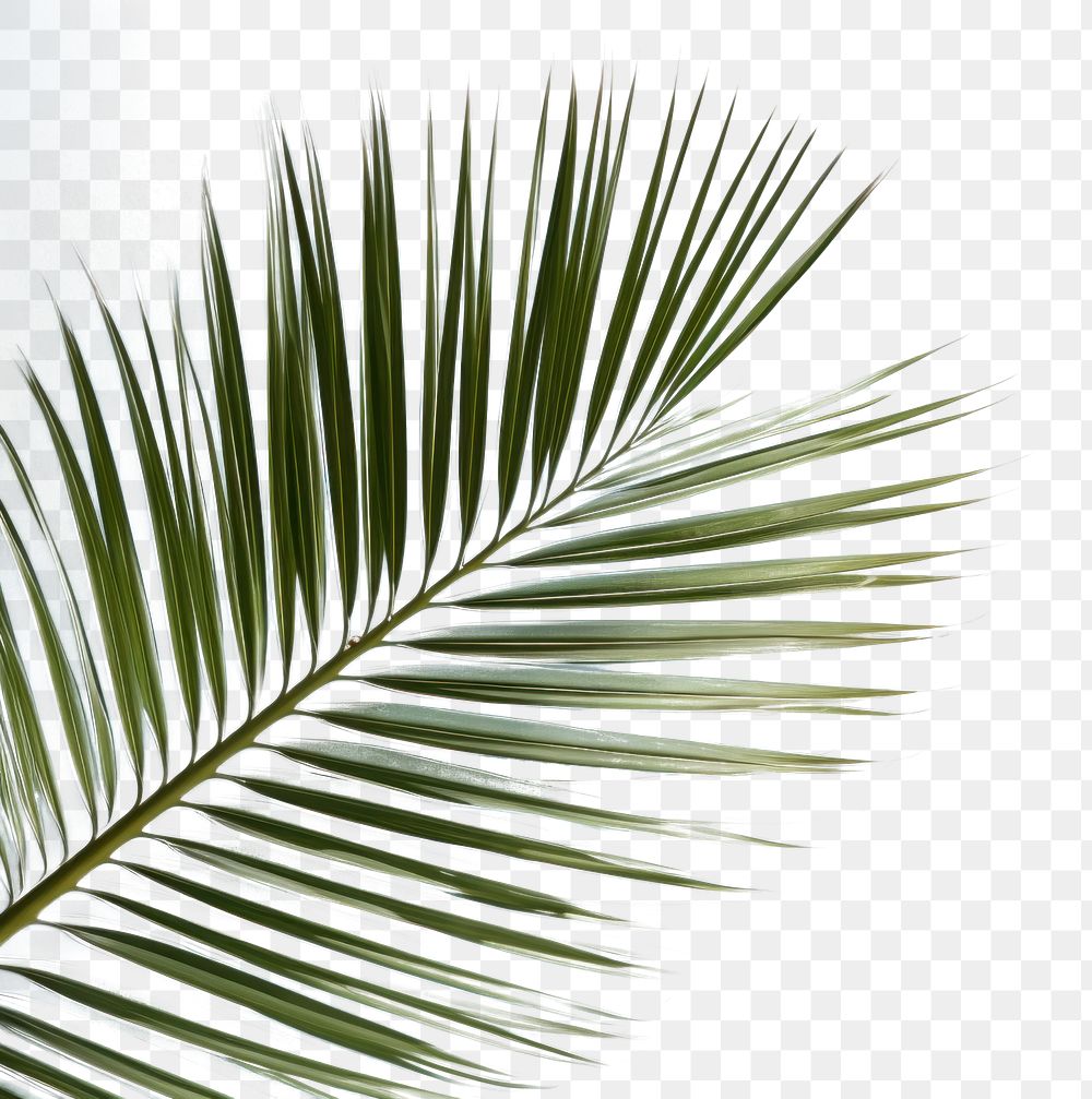 PNG  Palm sunlight outdoors nature. AI generated Image by rawpixel.