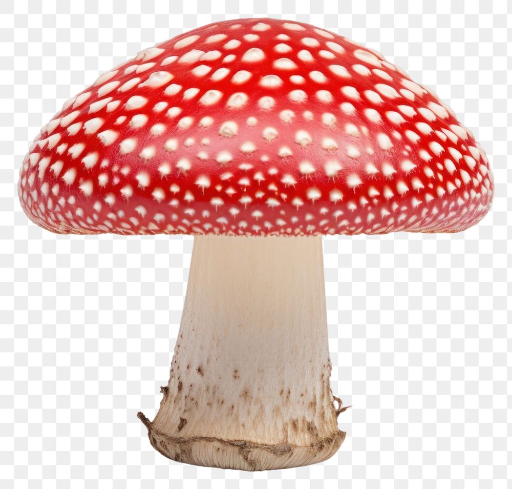 PNG  Poisonous mushroom agaric fungus plant.