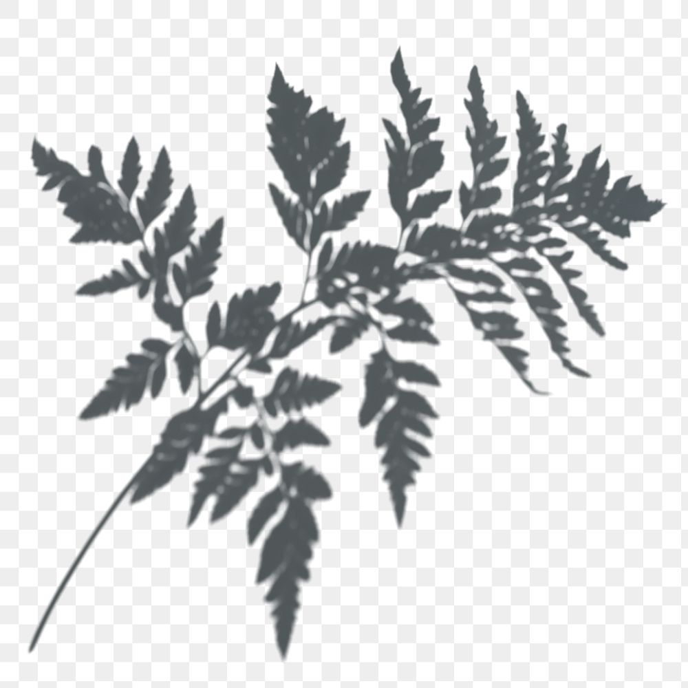 PNG Shadow of a fern leaf, transparent background