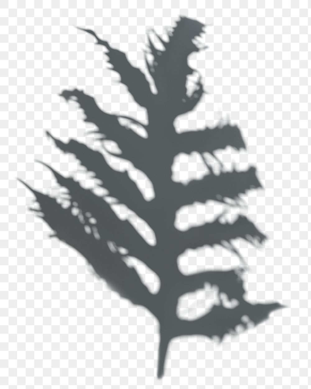 PNG Shadow of a Leatherfern leaf, transparent background
