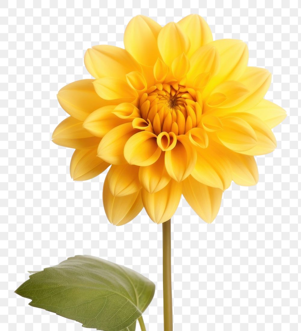 PNG Yellow flower dahlia plant white background.