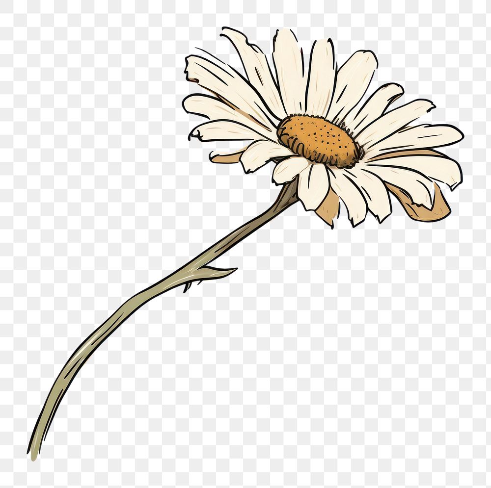PNG  Daisy flower sketch plant.