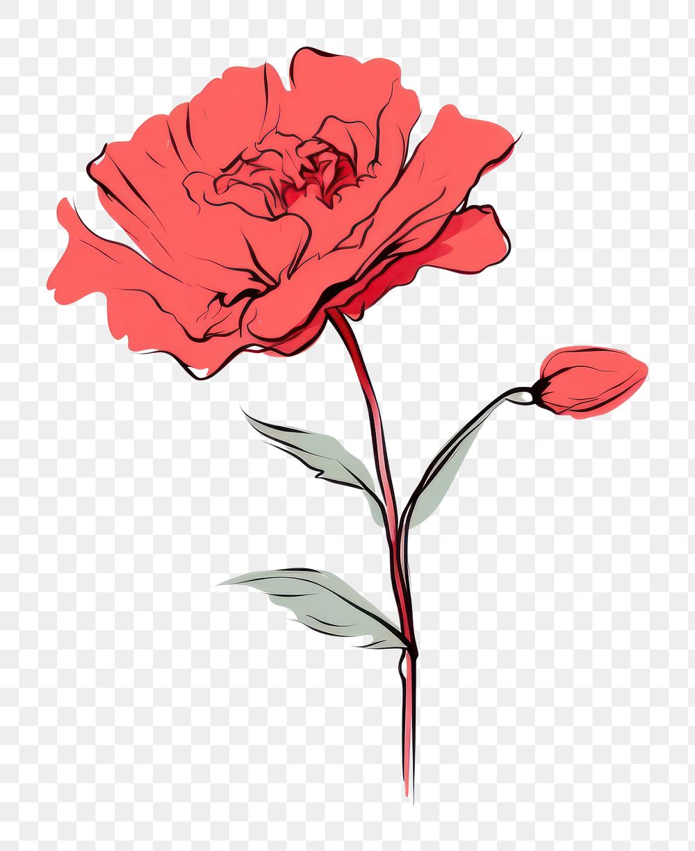 PNG  Flower sketch plant rose.