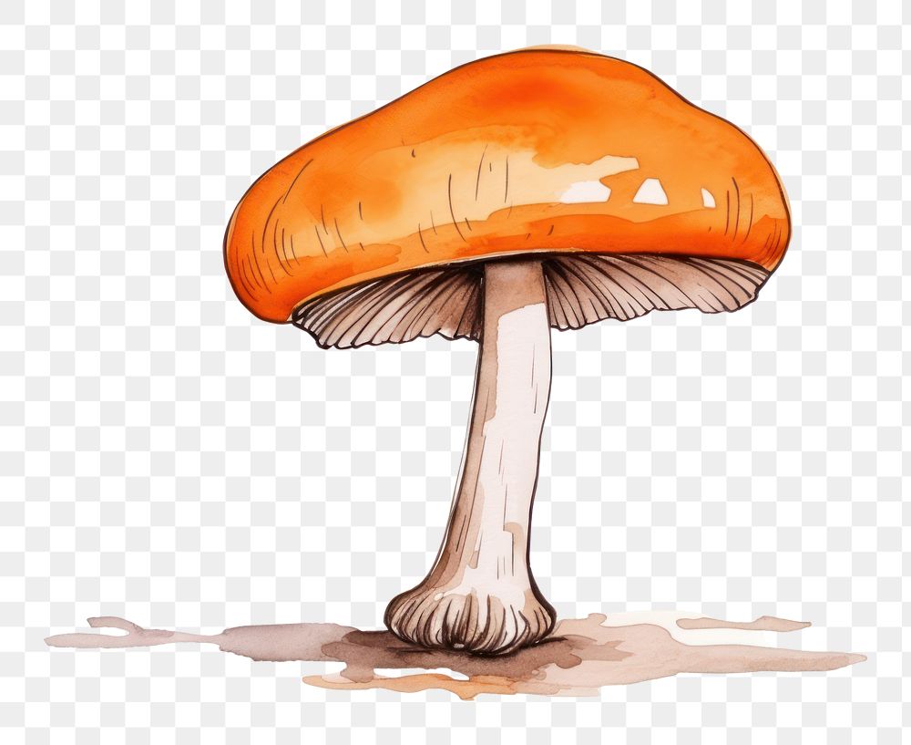 PNG  Mushroom fungus agaric white background.