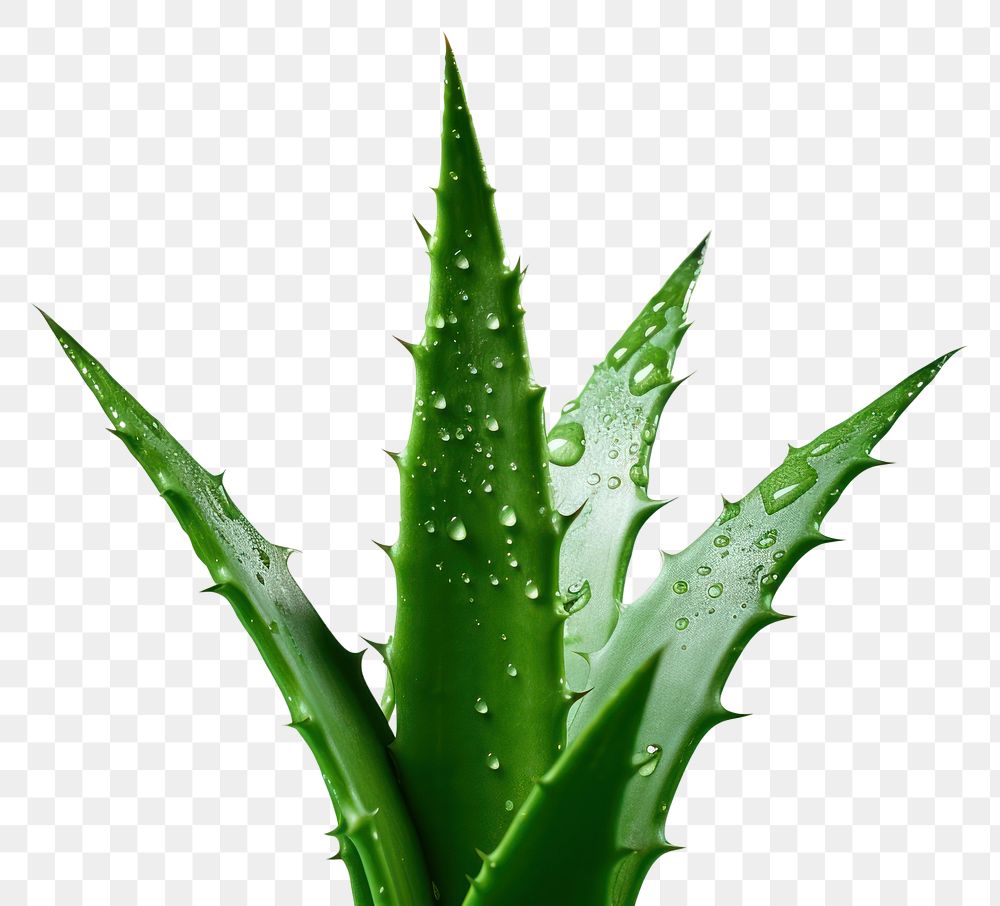 PNG Aloe vera plant green leaf.