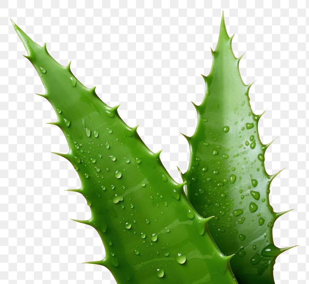 PNG Aloe vera plant leaf xanthorrhoeaceae.