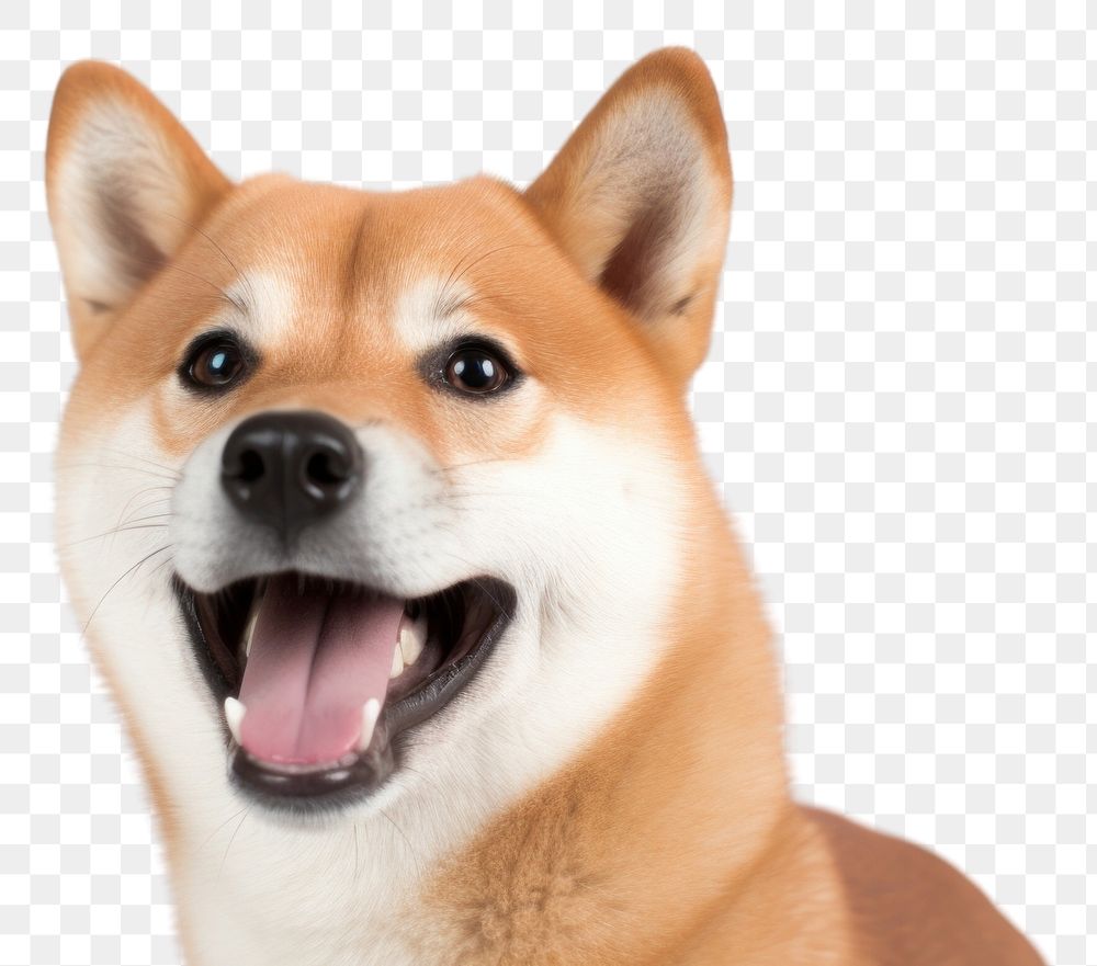 PNG Shiba inu dog mammal animal.