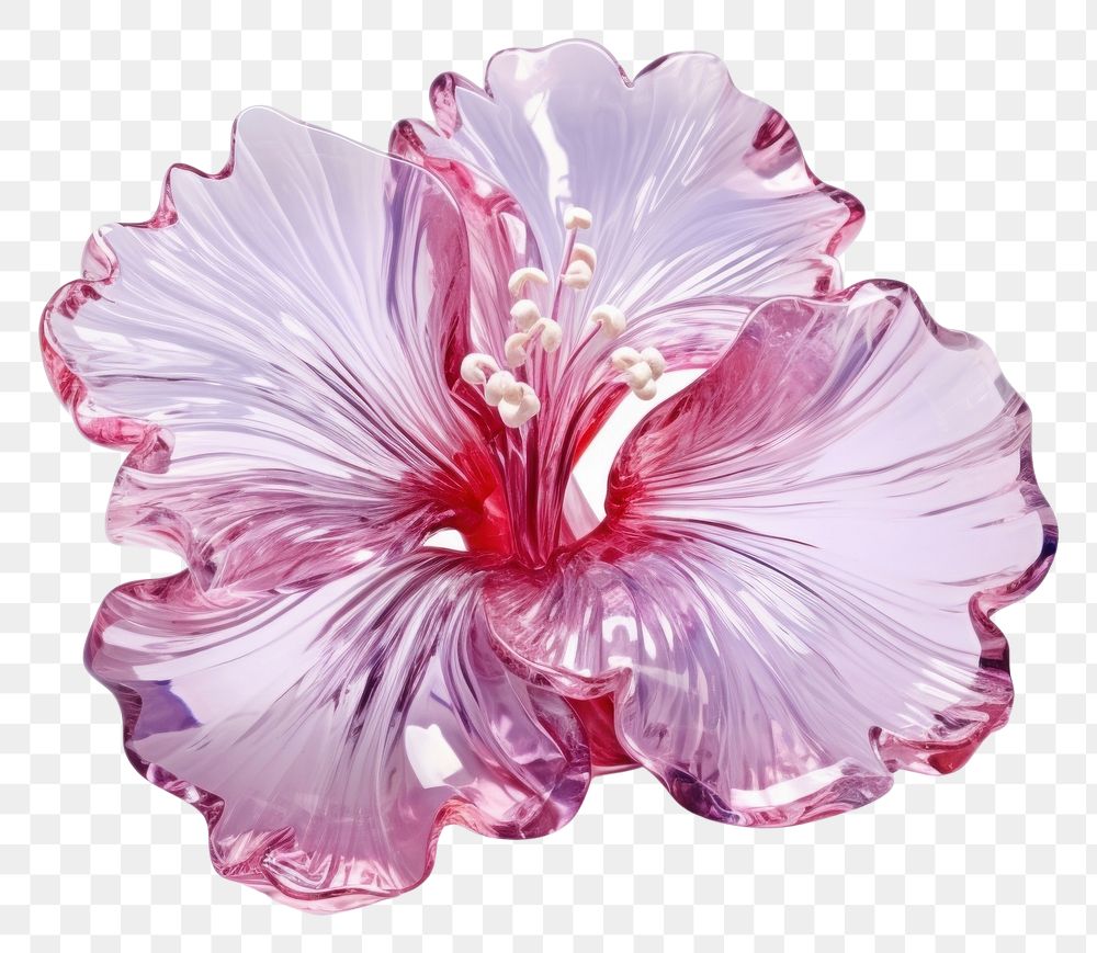 PNG Hibiscus hibiscus flower petal.
