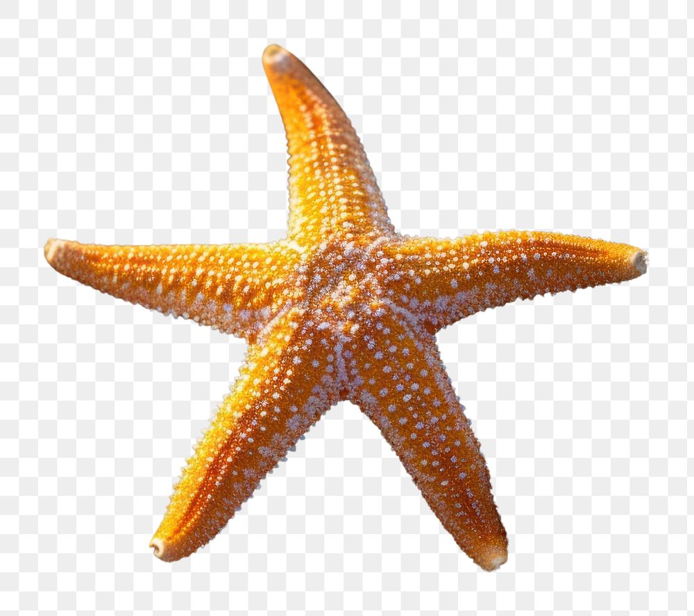 PNG Starfish outdoors nature animal.