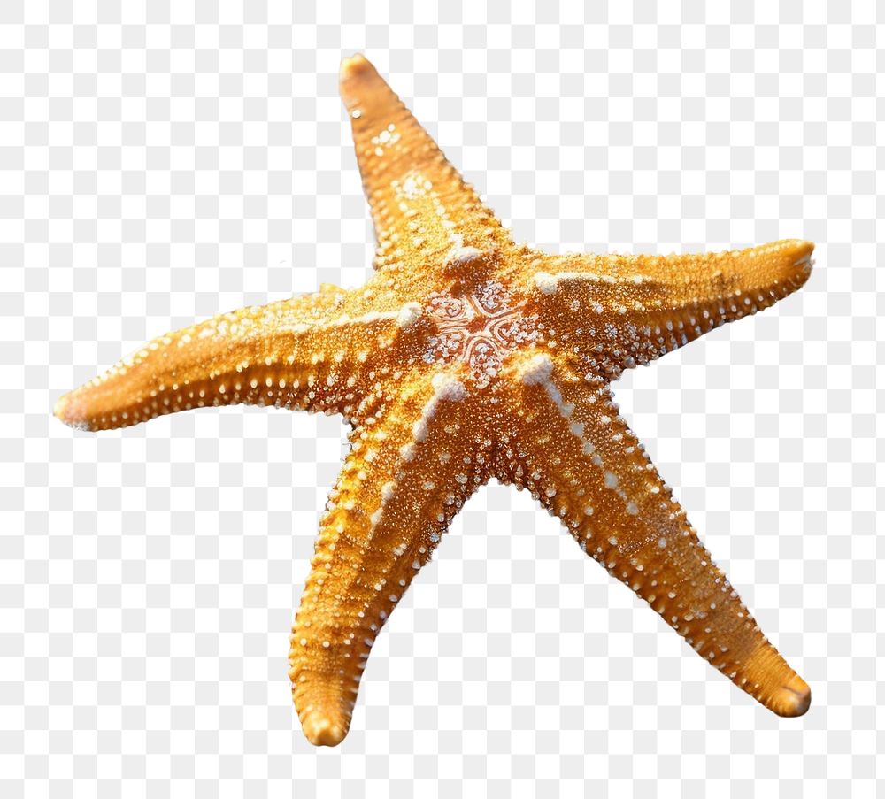 PNG Starfish beach invertebrate underwater.