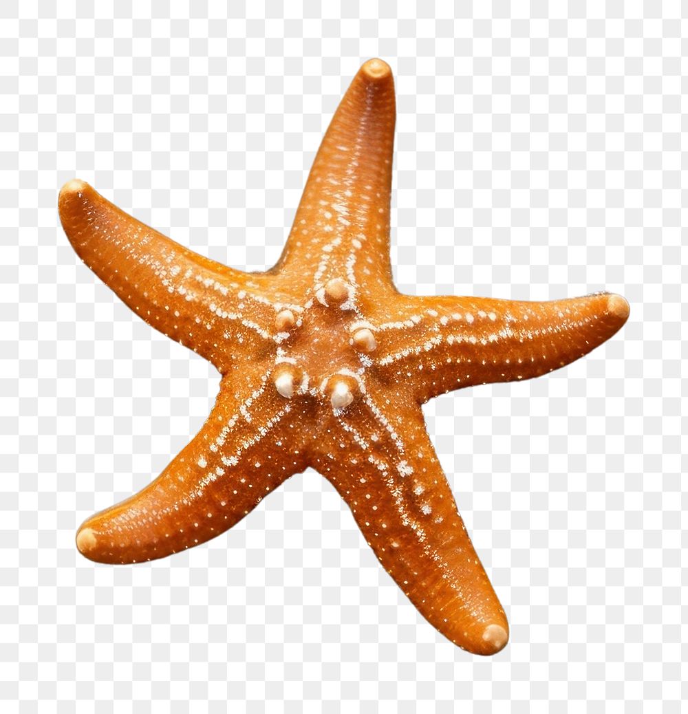 PNG Starfish beach invertebrate echinoderm.
