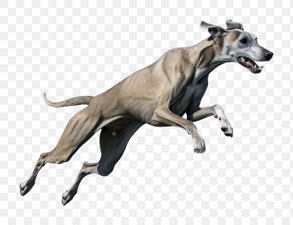 PNG Greyhound running outdoors animal mammal.