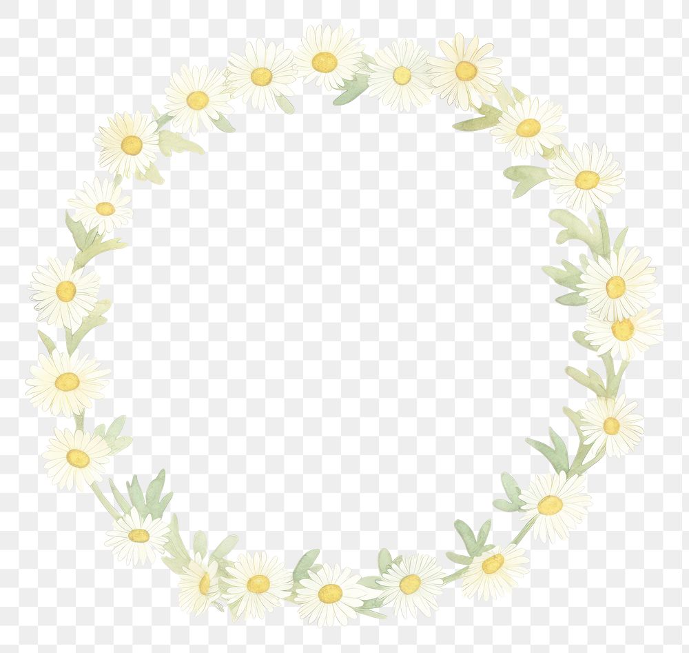 PNG Daisies as semicircle shape pattern flower plant.