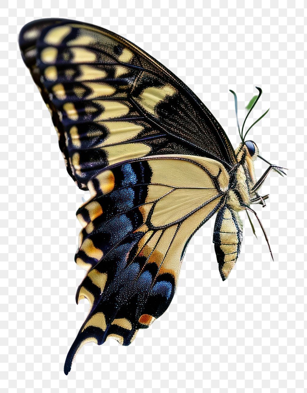 PNG  Butterfly drinking nectar animal insect flower. AI generated Image by rawpixel.