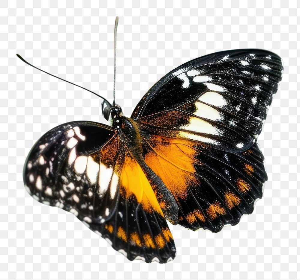 PNG  Butterfly flapping wings animal insect invertebrate. AI generated Image by rawpixel.