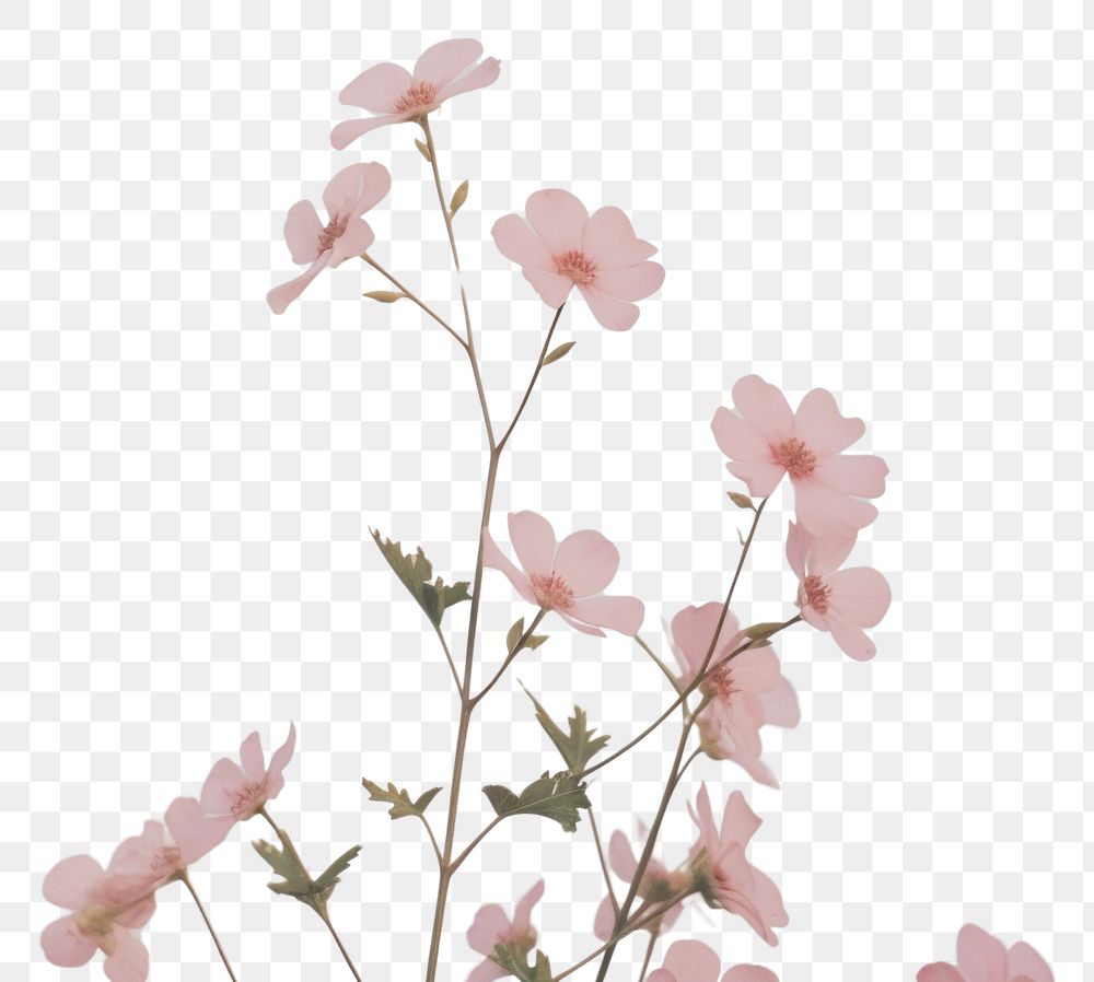 PNG Pink flowers outdoors blossom nature. AI generated Image by rawpixel.