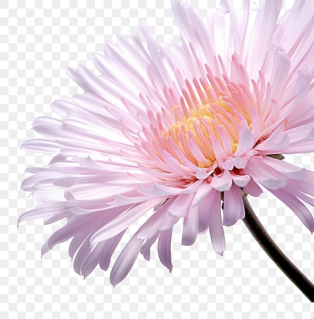 PNG Aster blossom flower petal.