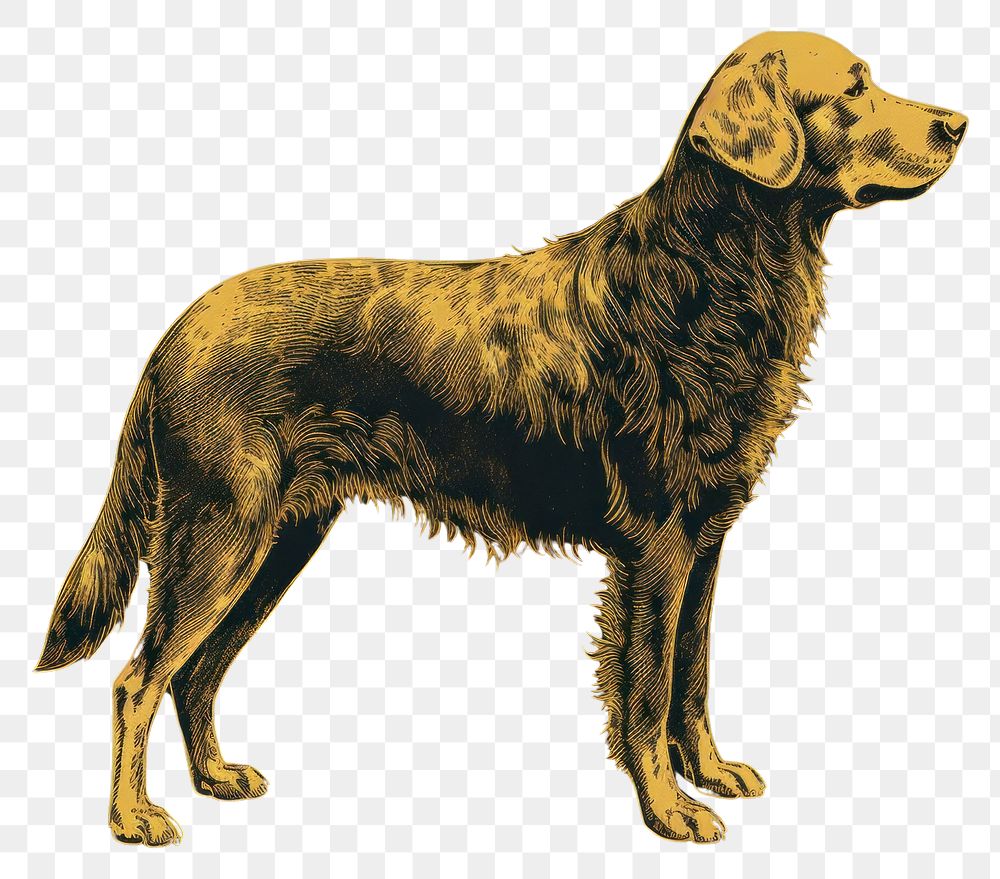 PNG Golden retriever animal mammal black. 