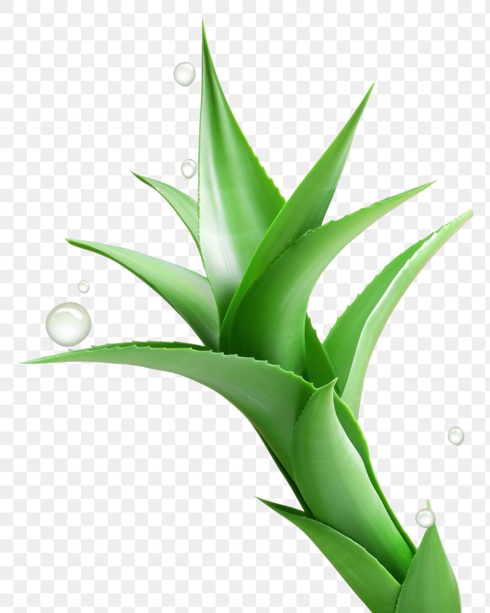 PNG Aloevera green plant leaf. AI generated Image by rawpixel.