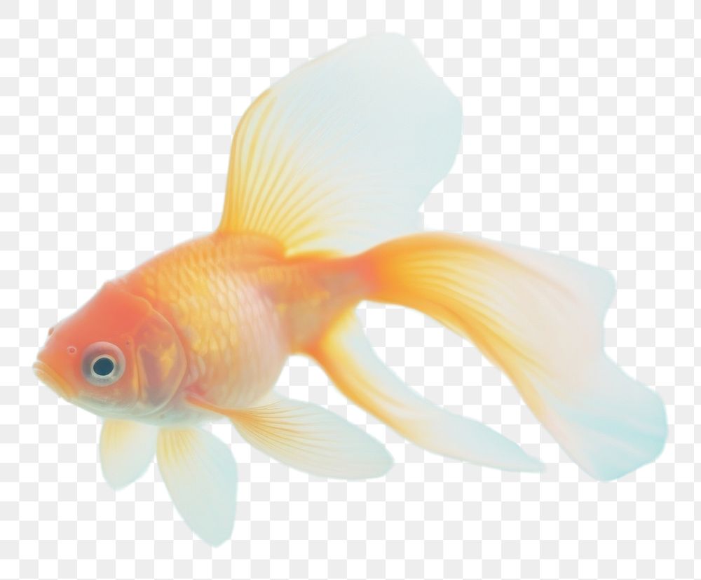 PNG  A goldfish animal pomacentridae vibrant color. AI generated Image by rawpixel.