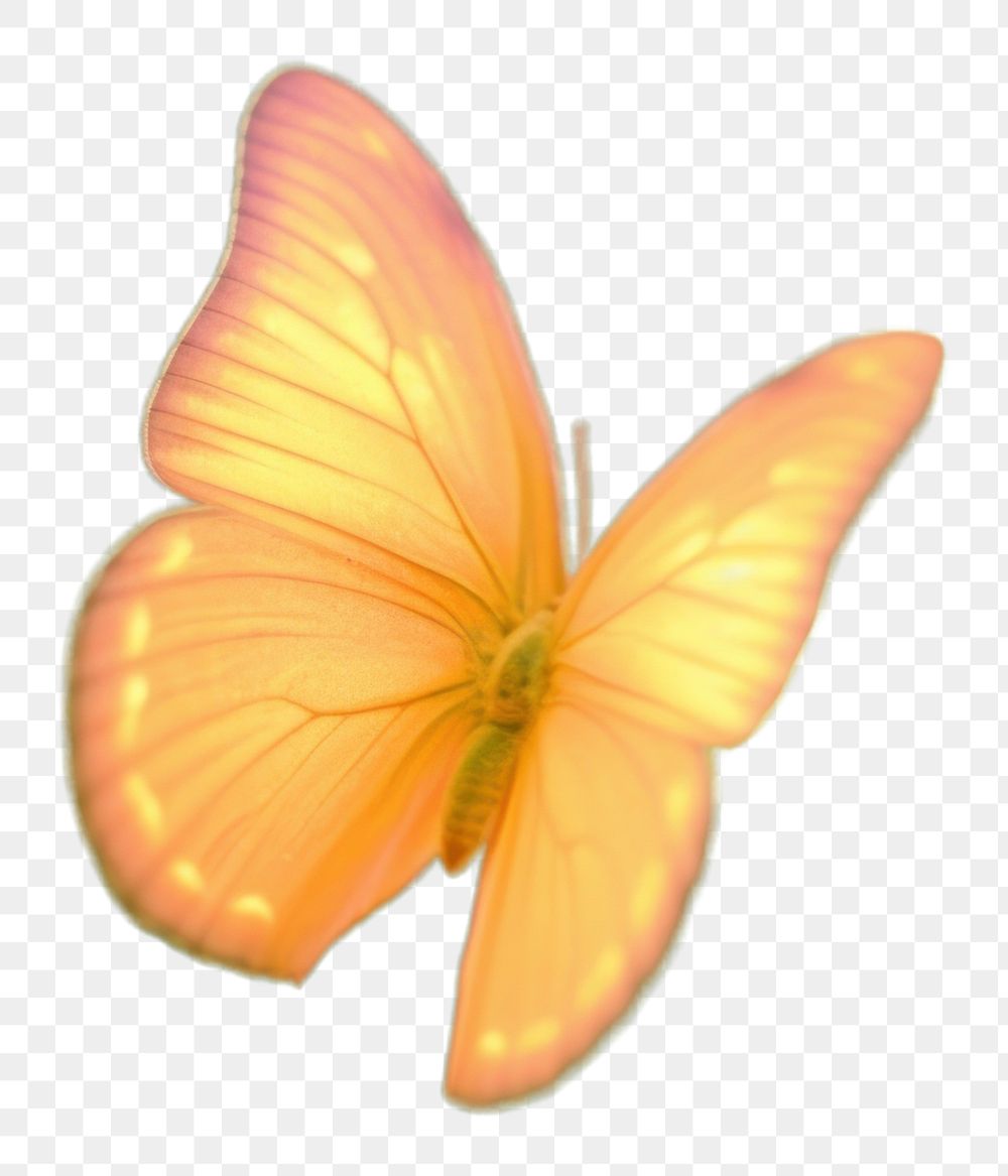 PNG  A night butterfly outdoors animal insect. AI generated Image by rawpixel.