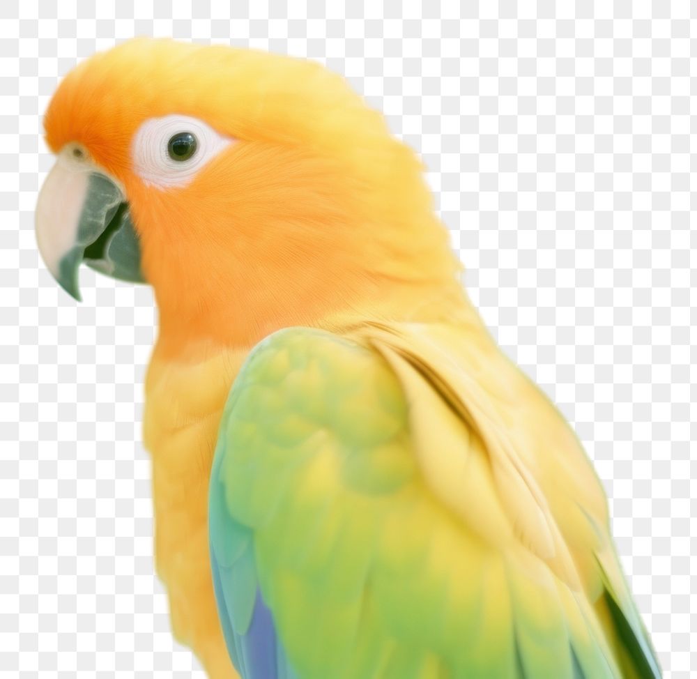 PNG  Parrot animal bird vibrant color. AI generated Image by rawpixel.