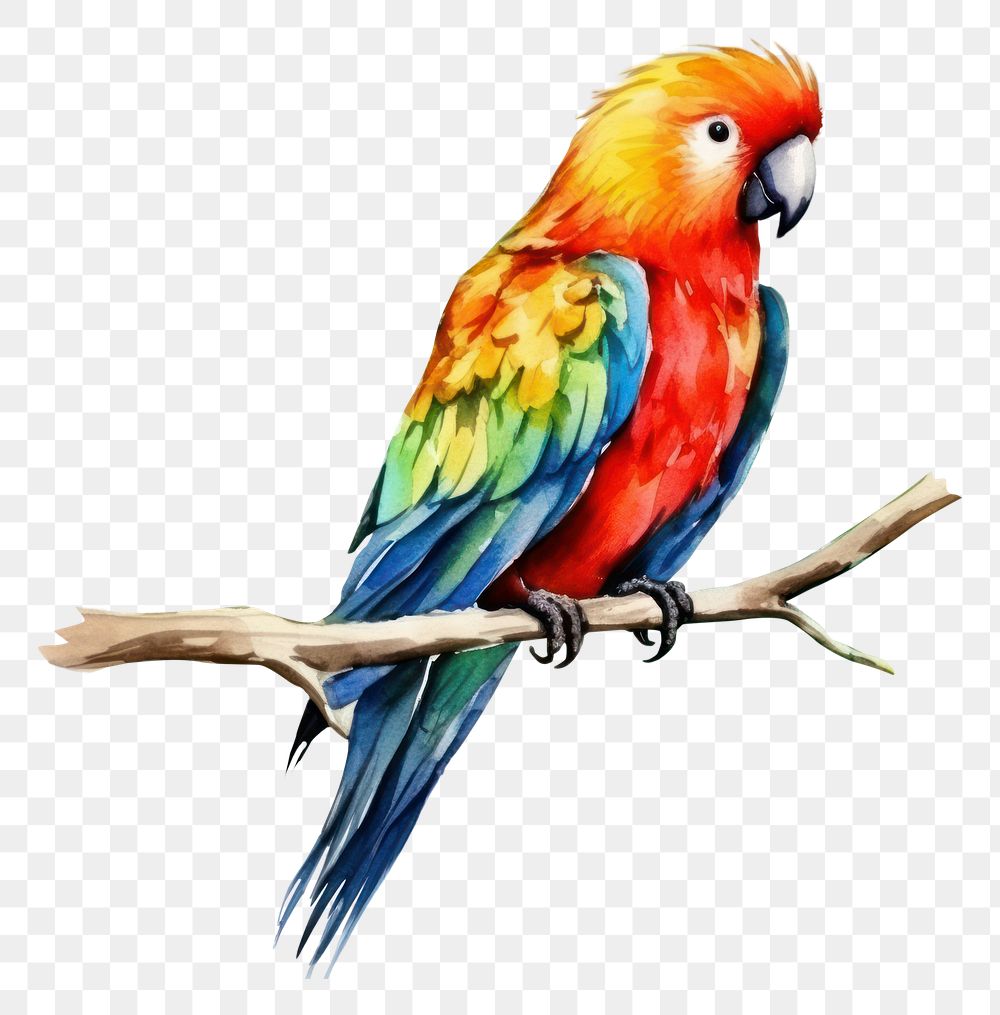 PNG Parrot animal bird creativity.