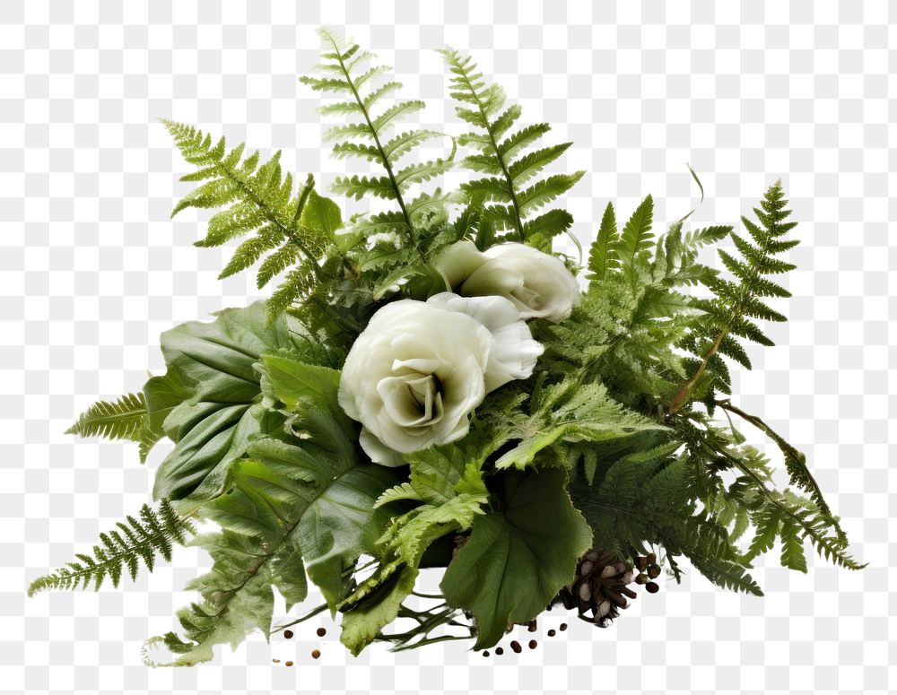 PNG Fern flower plant white.