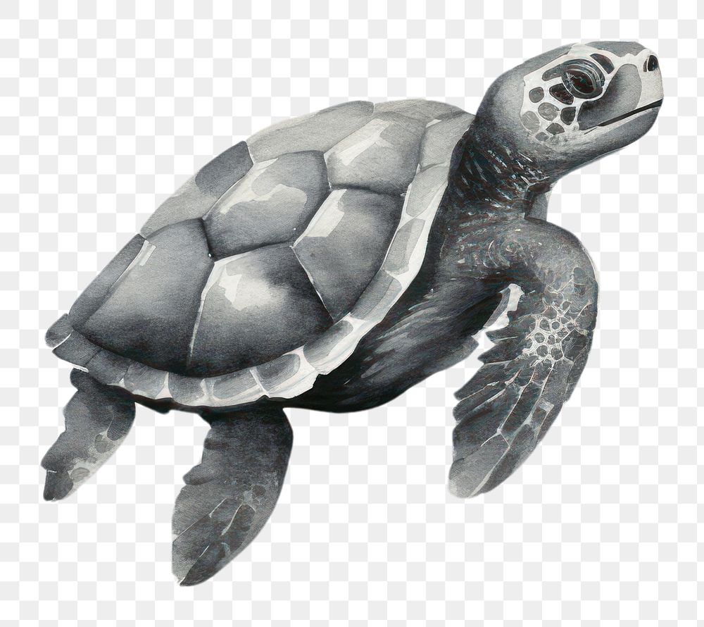 PNG Reptile animal turtle wildlife.