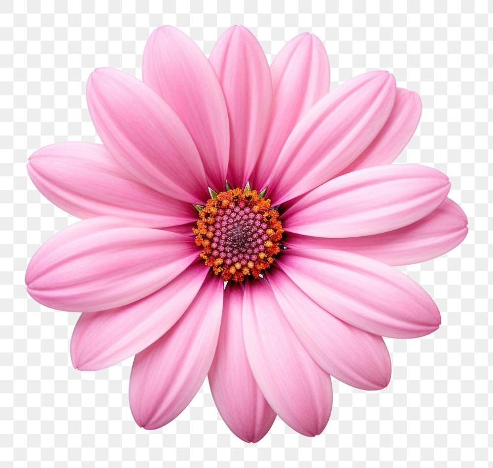 PNG Pink flower dahlia petal daisy.