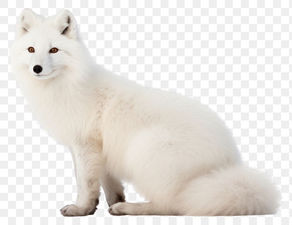 PNG Arctic Fox fox wildlife mammal.