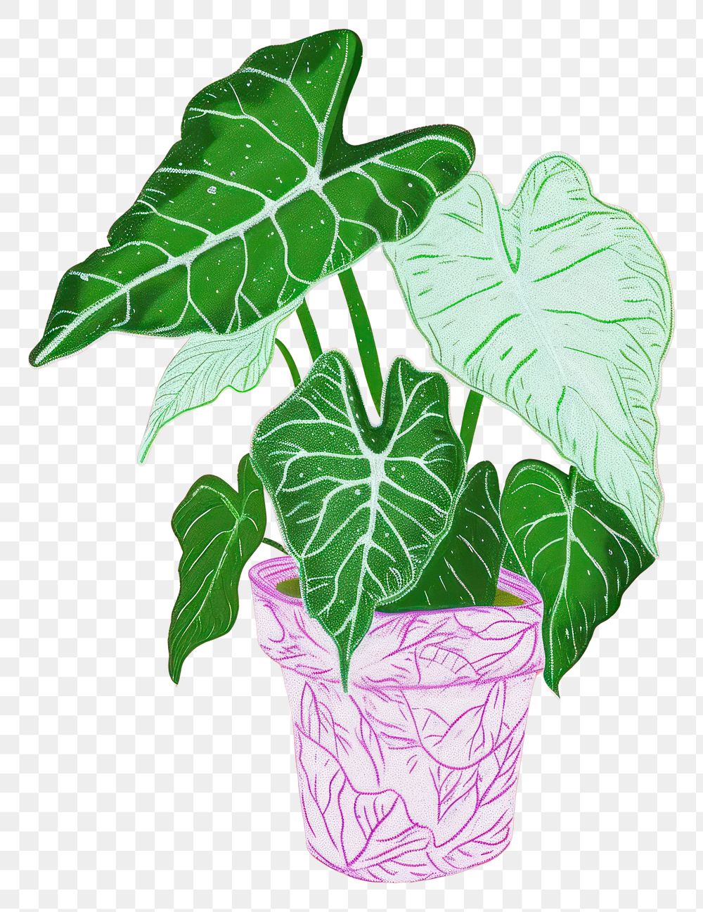 PNG Caladium plant houseplant leaf xanthosoma.