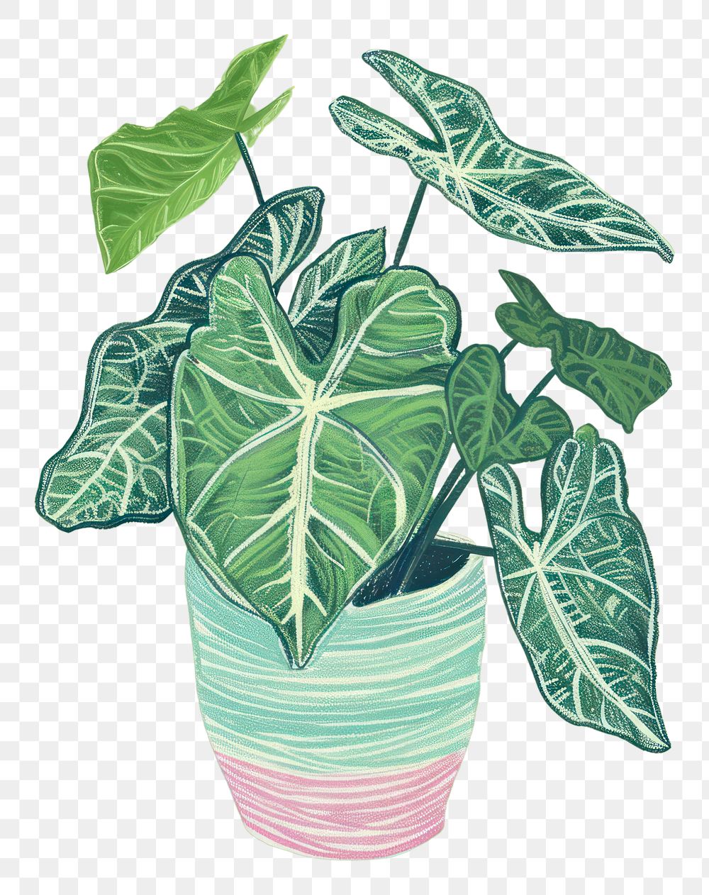 PNG Caladium plant houseplant green leaf.
