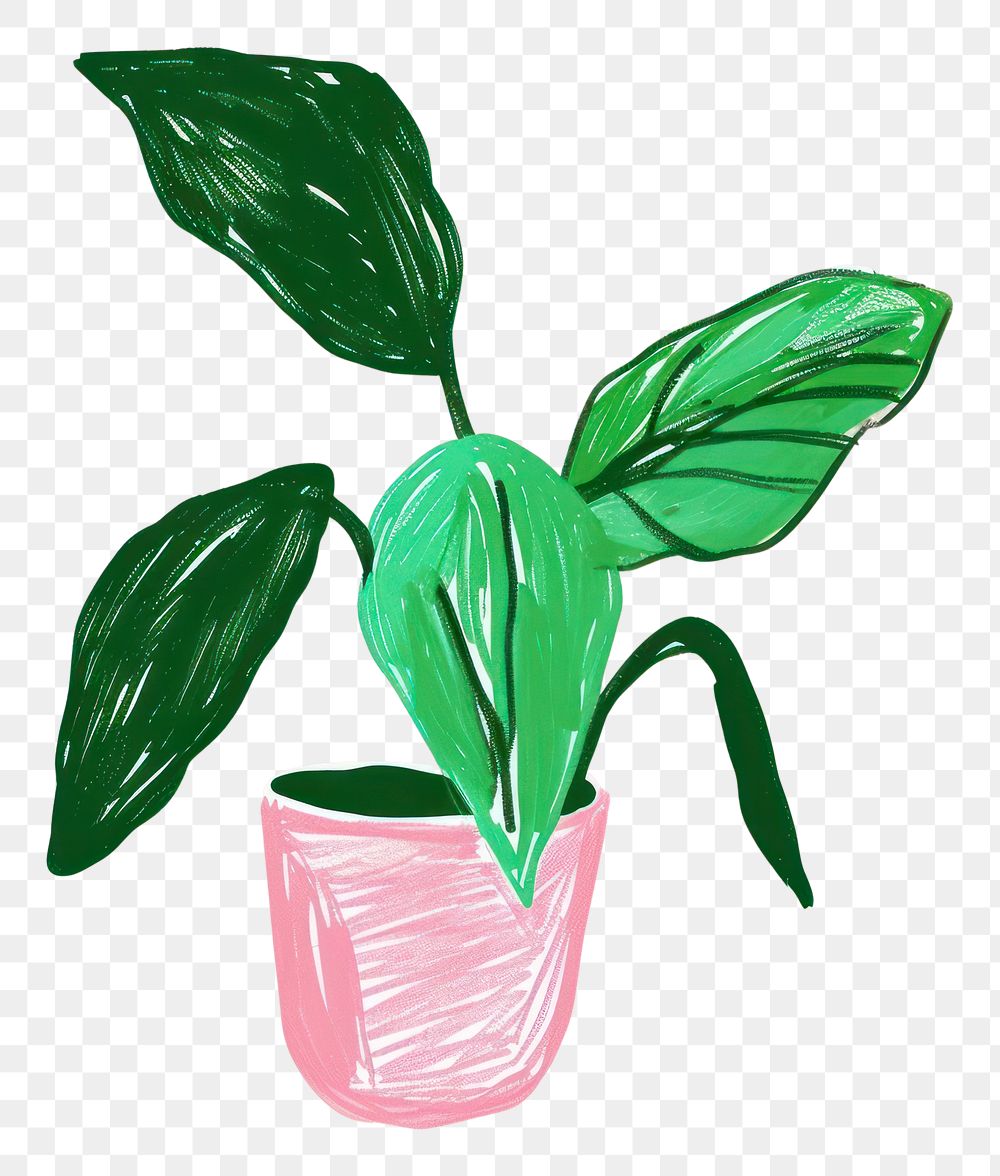 PNG Dumb Cane plant houseplant green leaf.