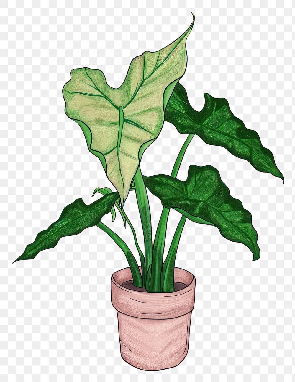 PNG Exotic Tropical Foliage Alocasia Plant plant houseplant green.