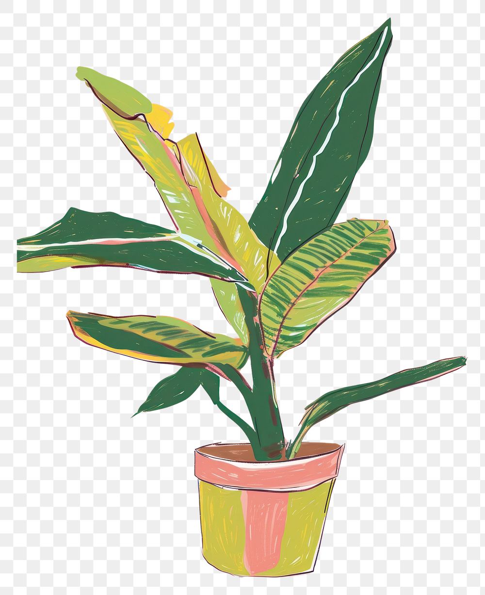 PNG Heliconia plant houseplant leaf creativity.