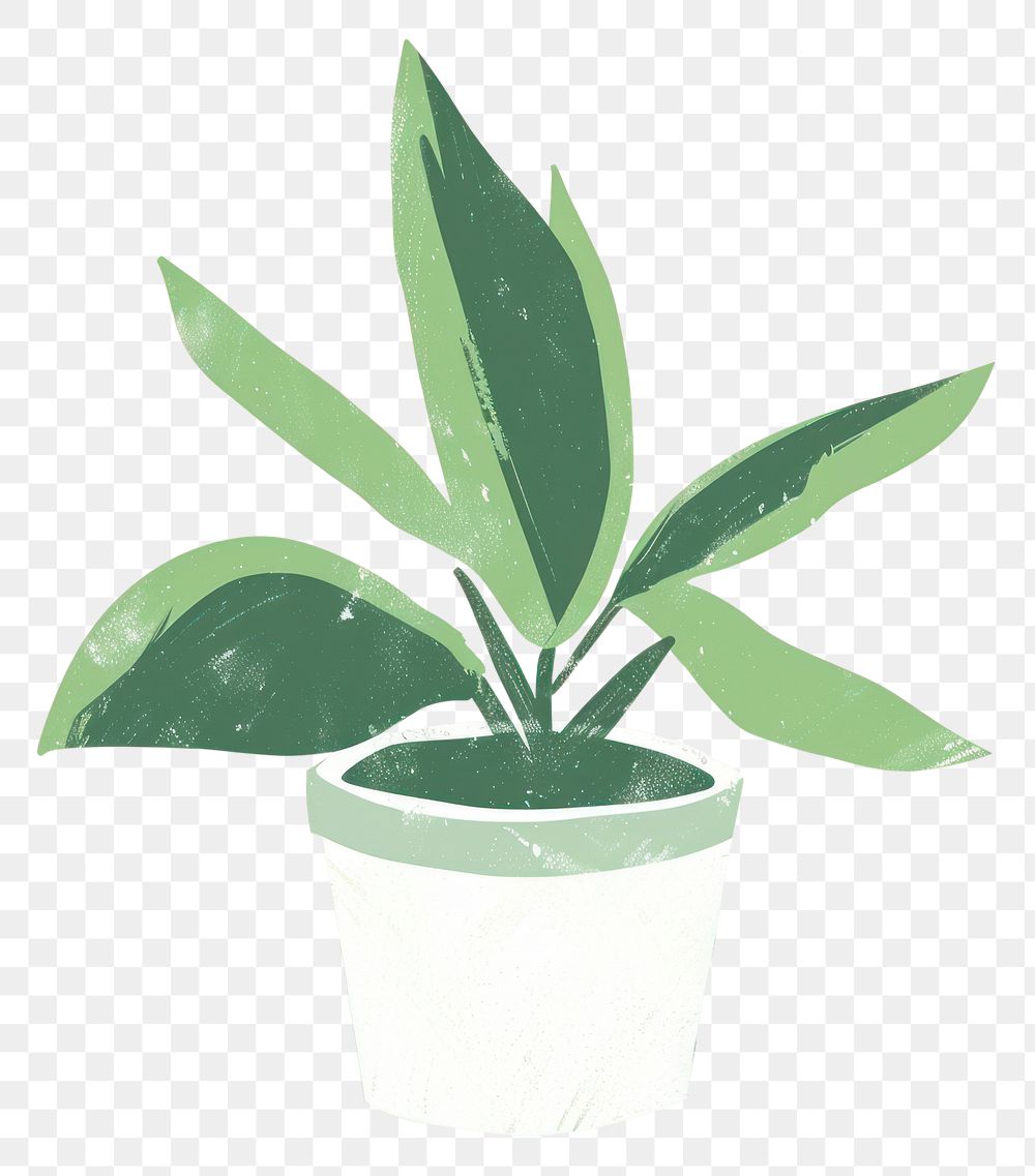 PNG Petticoat palm plant houseplant leaf flowerpot.