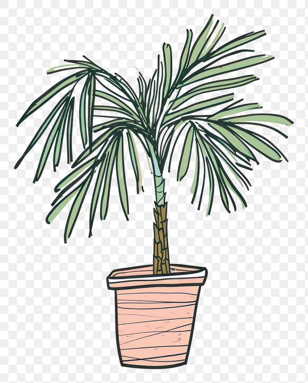 PNG Petticoat palm plant houseplant flowerpot arecaceae.